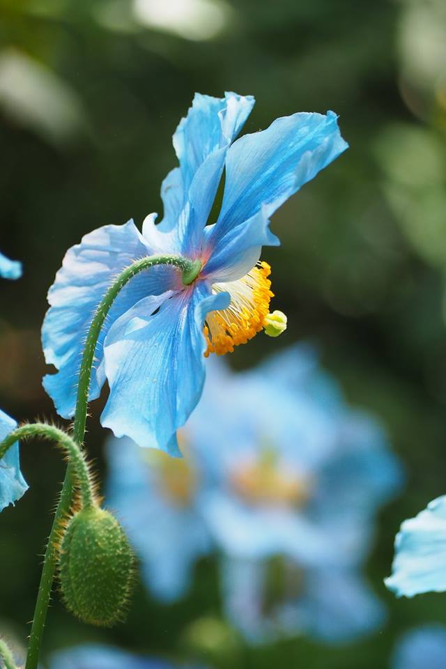 Vandusen-gardens-blue-poppies