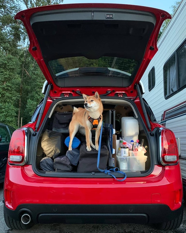 Mini-vancouver-hatch-dog