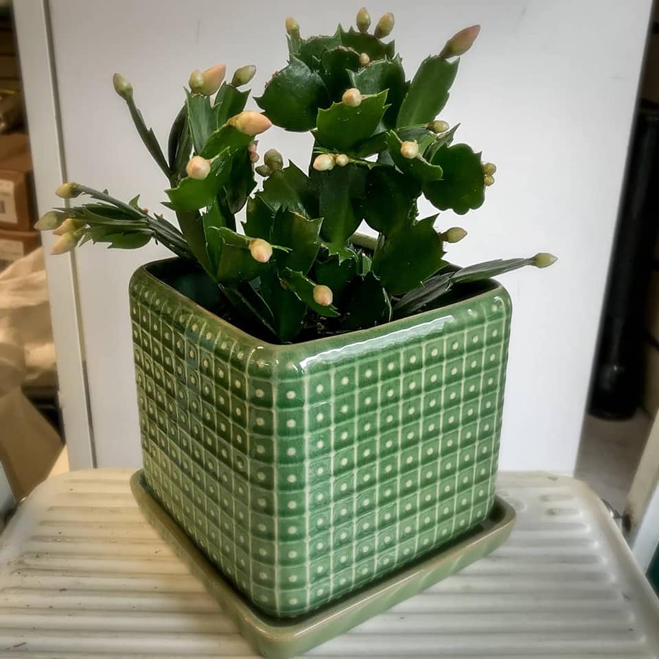 Zygo-cactus